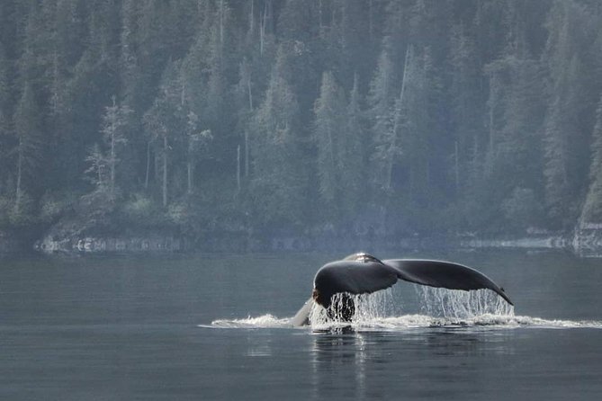 Vancouver Island Half-Day Whale Watching Tour - Telegraph Cove - The 3-Hour Experience: What the Time Budget Feels Like