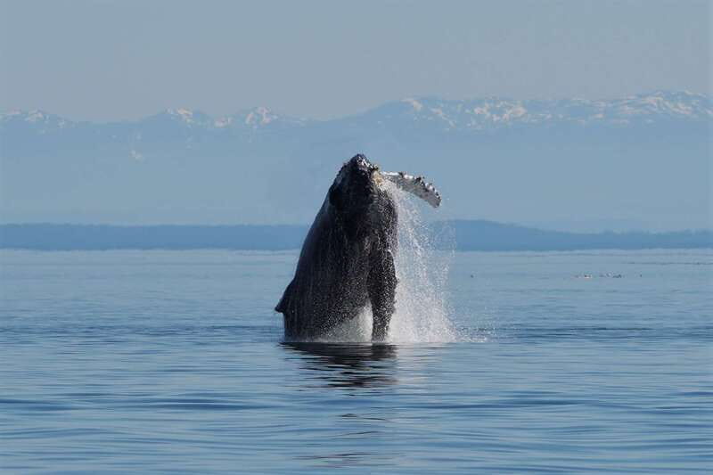 Vancouver Island: People Water Land - Indigenous & Whales - Key highlights that make People Water Land worth your time