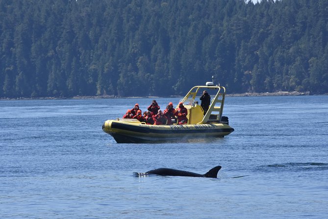 Vancouver Island Zodiac Whale Watching Adventure - Telegraph Cove - Price and Value: Is $169.54 a Good Deal?