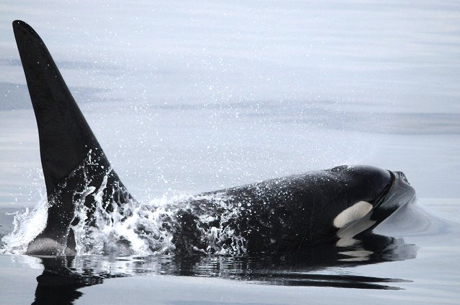 Vancouver Island Zodiac Whale Watching Adventure - Telegraph Cove - Weather, Safety, and Who Should Skip This Trip