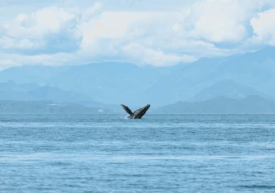 Vancouver: Open-air Whale Watching Tour, Granville Island - The Salish Sea Cruise: Orcas, Humpbacks, Dolphins, and Seal Life
