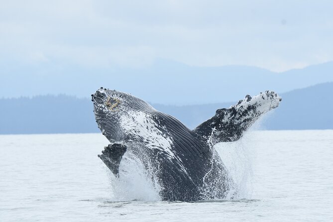 Vancouver's Intimate West Coast Whale Watching Experience - Key highlights worth knowing before you go