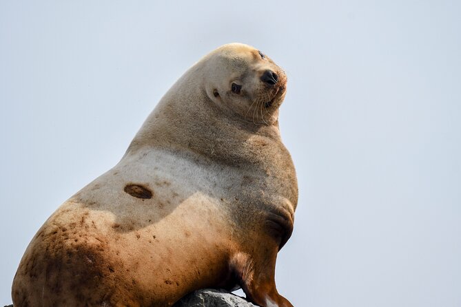 Vancouver's Intimate West Coast Whale Watching Experience - The marine biology guide: what you’ll actually learn on board