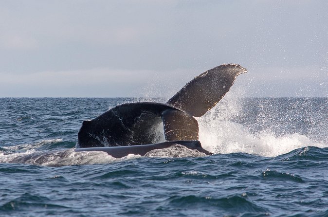 Vancouver's Intimate West Coast Whale Watching Experience - Your boat comfort checklist: open-air zodiac vs covered options