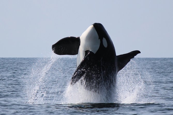 Vancouver's Intimate West Coast Whale Watching Experience - Meeting at Mast Tower Lane: the early arrival matters