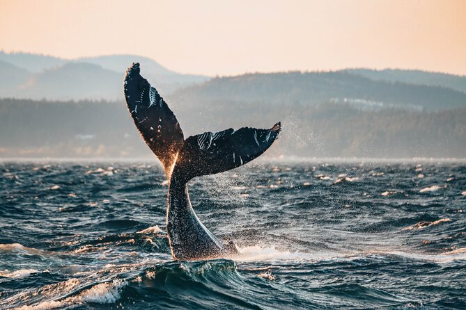 Vancouver Sunset Whale Watching Adventure with Free Photos - Key takeaways before you go