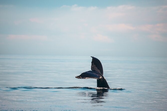 Vancouver Sunset Whale Watching Adventure with Free Photos - Why this Vancouver whale watching tour feels built for real sightings