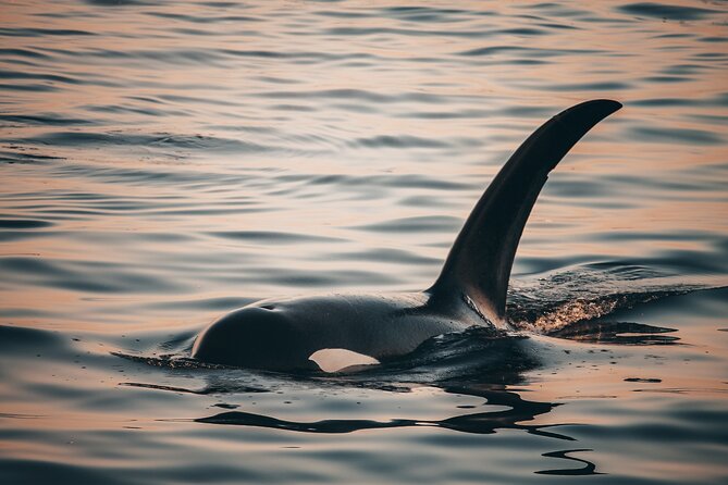Vancouver Sunset Whale Watching Adventure with Free Photos - Orcas, humpbacks, and the bonus species you might spot