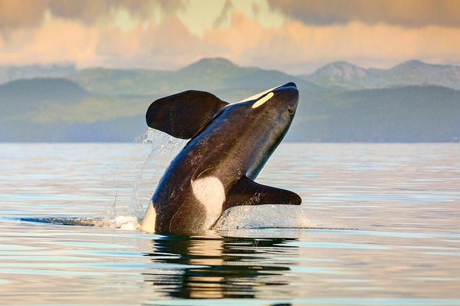 Vancouver-Victoria Day Trip by Seaplane + Whale Watching by Boat - Seaplane to Victoria: The Aerial Start That Really Matters