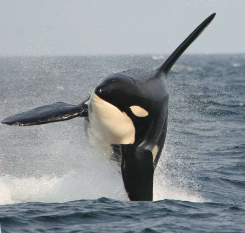 Vancouver Whale Watching Safari - Killer Whales, Granville Island, and a Speedboat Search That Actually Feels Like Searching