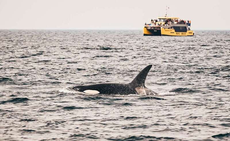 Vancouver Whale Watching Safari - Should You Book Vancouver Whale Watching Safari?