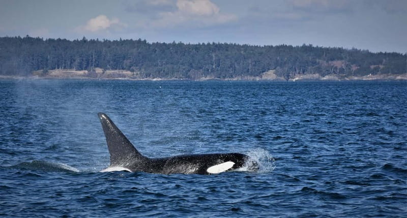 Vancouver Whale Watching Safari - Your Time On Board: Covered Boat Comfort, Toilets, and Hot Drinks