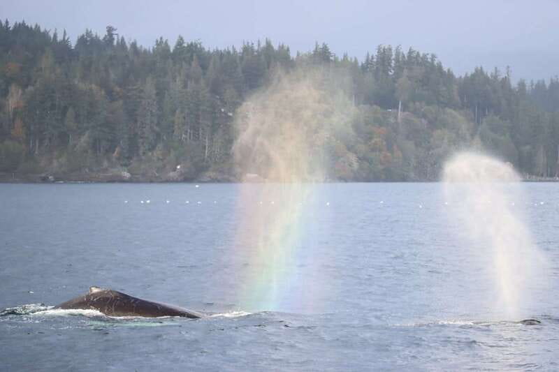 Vancouver Whale Watching Safari - Price and Value: What $316 Buys in Real-World Terms