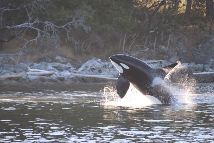 Vancouver Whale Watching Safari - Weather, Clothing, and the Little Rules That Keep the Day Running