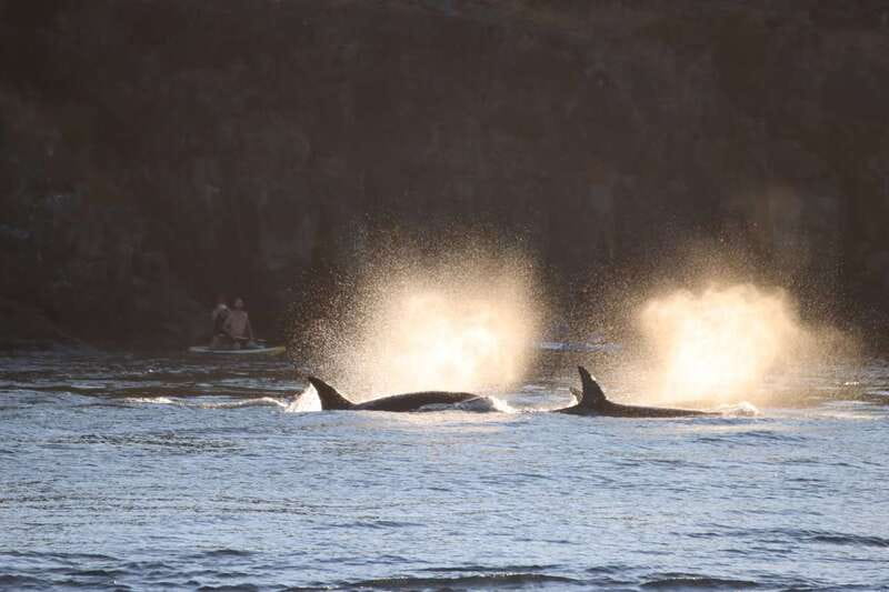 Vancouver Whale Watching Safari - Who This Tour Fits Best (and Who Should Skip It)