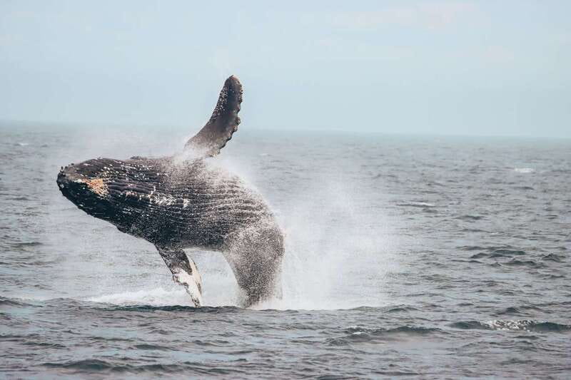 Vancouver Whale Watching Safari - What the Ratings Tell You: Strong Overall Experience, One Usual Human Hiccup