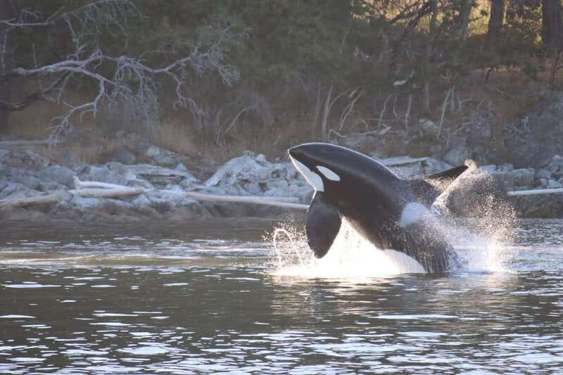 Vancouver Whale Watching Safari - Fine Print You Should Know Before You Commit