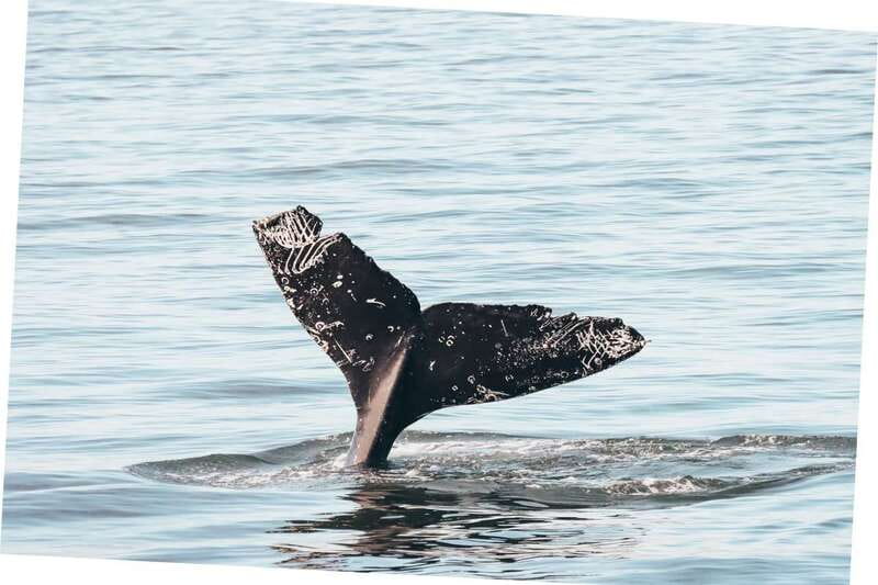 Vancouver Whale Watching Safari - What You’re Really Looking For: Killer Whales and the Clues Around Them