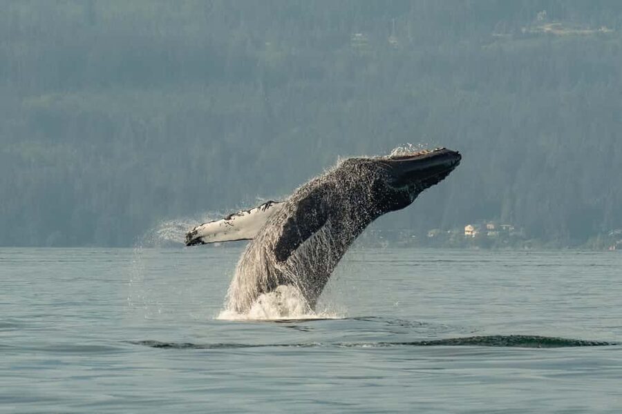 Vancouver: Zodiac Whale Watching Tour from Granville Island - Key points that make this tour worth your time