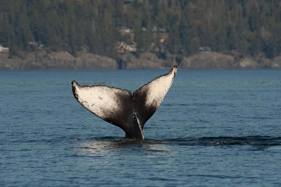 Vancouver: Zodiac Whale Watching Tour from Granville Island - Staying warm and safe: the flotation suit reality check
