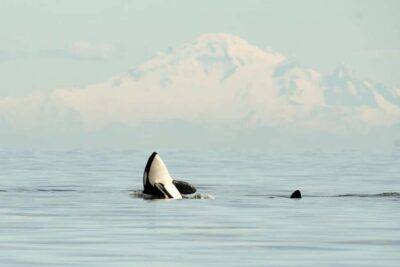 Vancouver: Zodiac Whale Watching Tour from Granville Island - Why this Zodiac format feels different on the Salish Sea