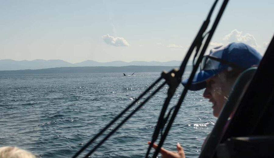 Vancouver: Zodiac Whale Watching Tour from Granville Island - Price and value: is $179 per person fair for what you get?