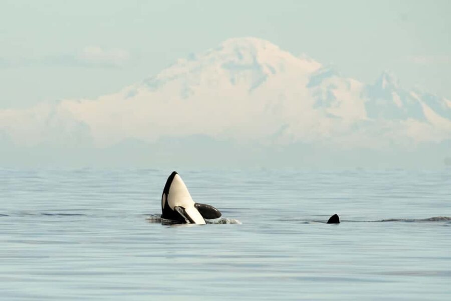 Vancouver: Zodiac Whale Watching Tour from Granville Island - Why this Zodiac format feels different on the Salish Sea