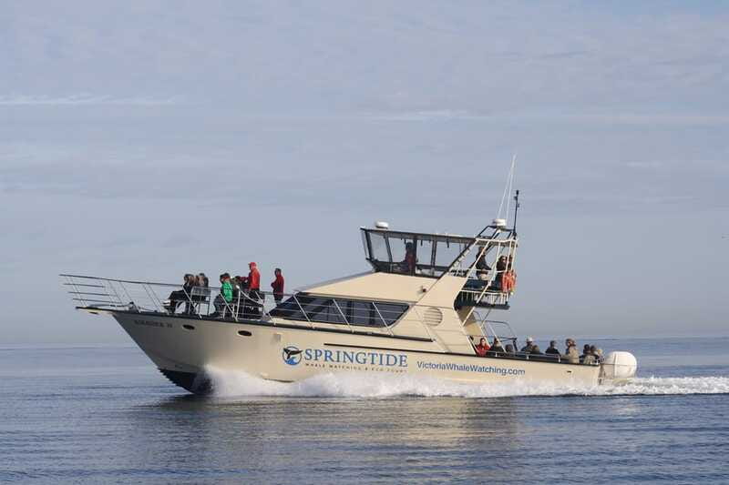 Victoria: 3-Hour Whale Watching Tour - The 3-Hour Hunt in Plain Terms: From Leaving the Harbor to Returning with Stories