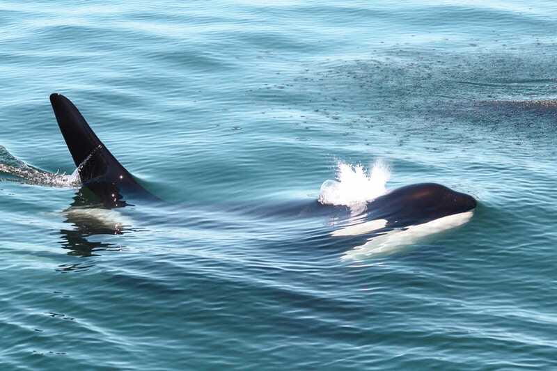 Victoria: 3-Hour Whale Watching Tour - Deck Strategy: Where to Stand for the Best Whale Views