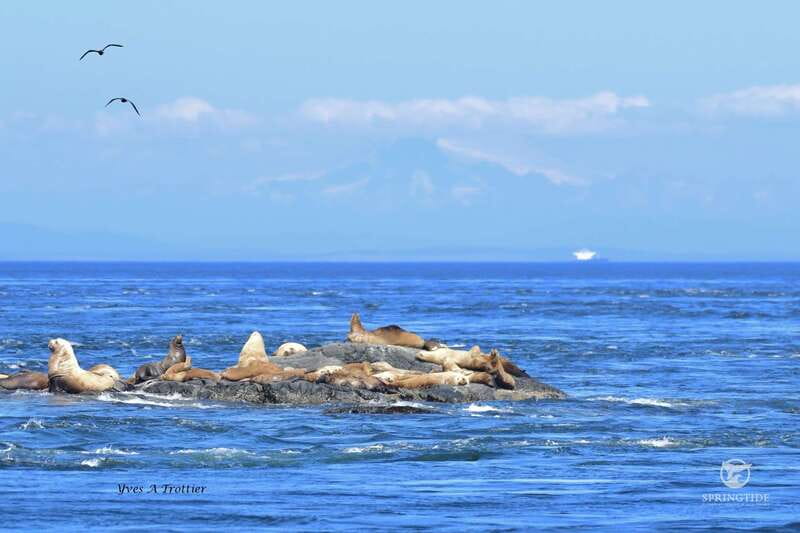 Victoria: 3-Hour Whale Watching Tour - Comfort Extras That Add Real Value: Hot Drinks, Jackets, and Photos