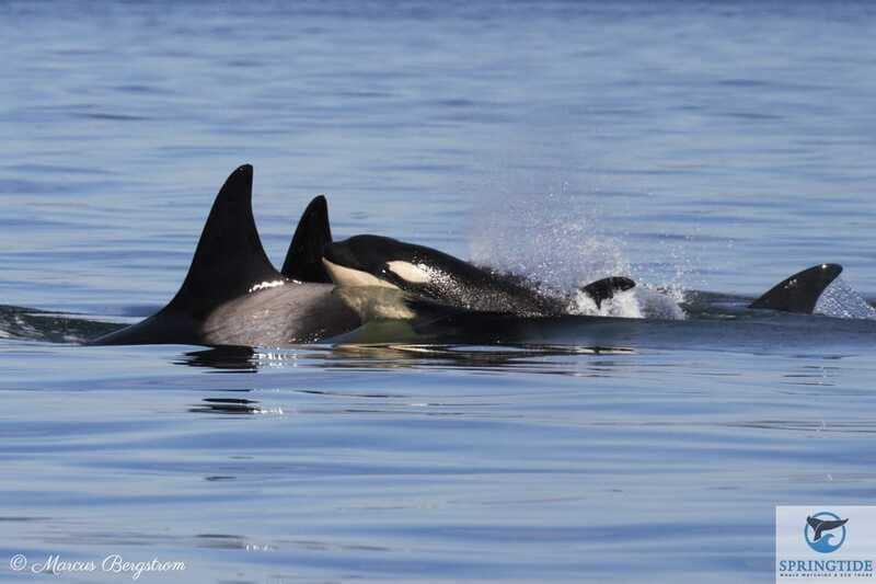 Victoria: 3-Hour Whale Watching Tour - Price vs Value: Why $123 Can Make Sense for Victoria