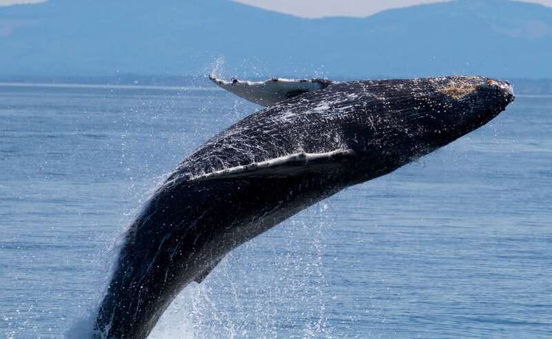 Victoria BC: 3-Hour Whale Watching Expedition - Key Highlights Worth Getting Excited About