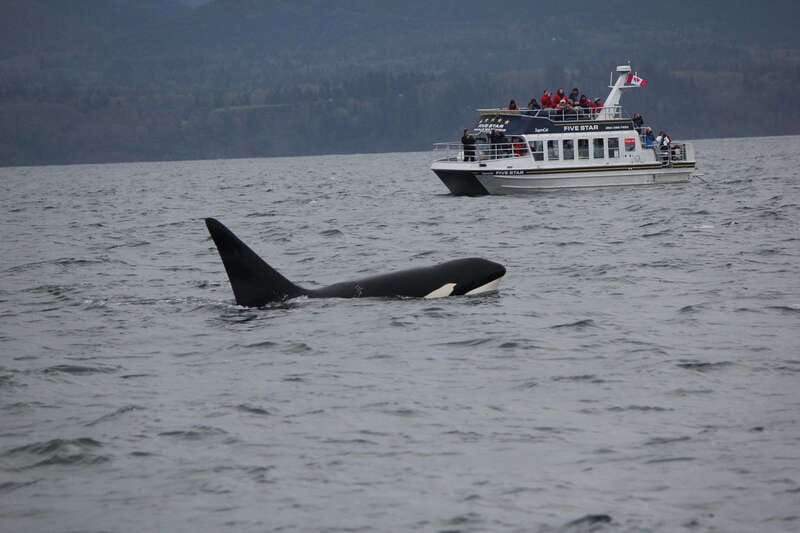 Victoria BC: 3-Hour Whale Watching Expedition - Where You Start: The Empress Area and Quick Timing Smarts