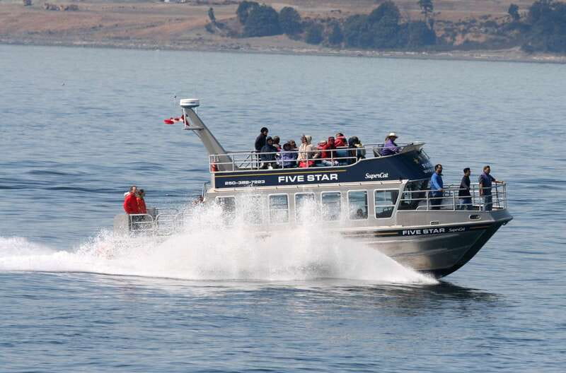 Victoria BC: 3-Hour Whale Watching Expedition - The 3-Hour Plan: What the Time Is Actually For