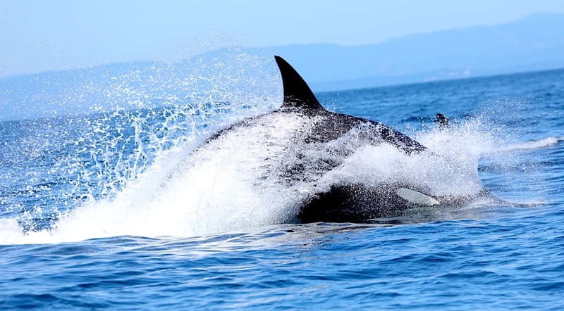 Victoria BC: 3-Hour Whale Watching Expedition - Orcas, Humpbacks, and the Whales You’re Hunting For