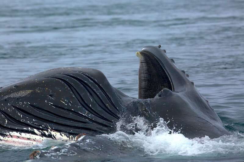 Victoria BC: 3-Hour Whale Watching Expedition - The Salish Sea Bonus Crew: Seals, Sea Lions, Otters, Birds