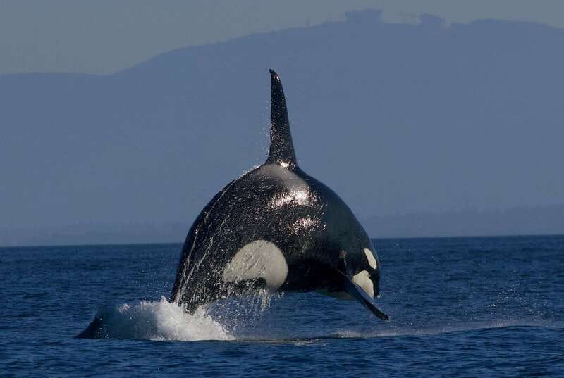 Victoria BC: 3-Hour Whale Watching Expedition - Comfort, Motion, and When Conditions Change