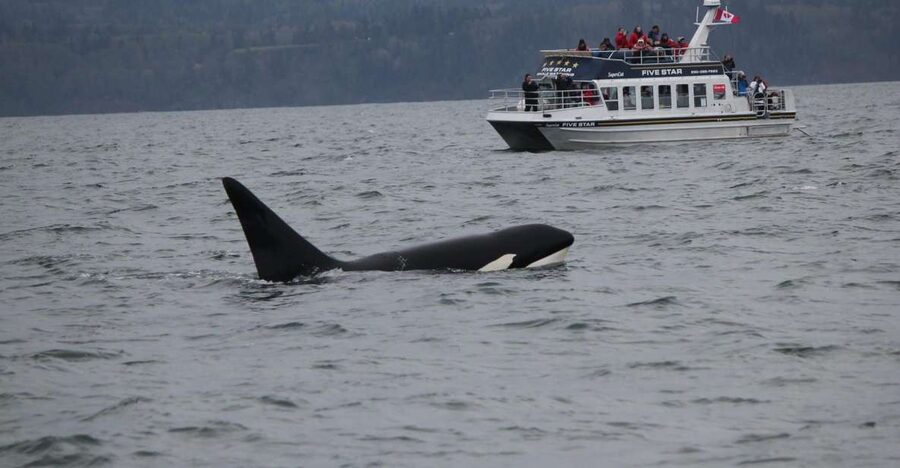 Victoria BC: 3-Hour Whale Watching Expedition - Price and Value: Why $130 Can Make Sense