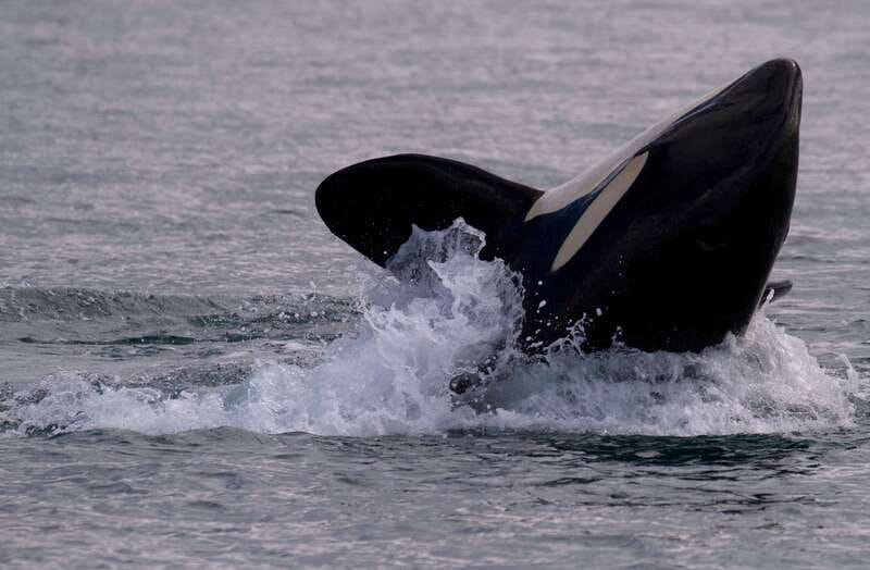 Victoria BC: 3-Hour Whale Watching Expedition - Why This Boat Choice Matters: Comfort on a 40-Passenger Catamaran