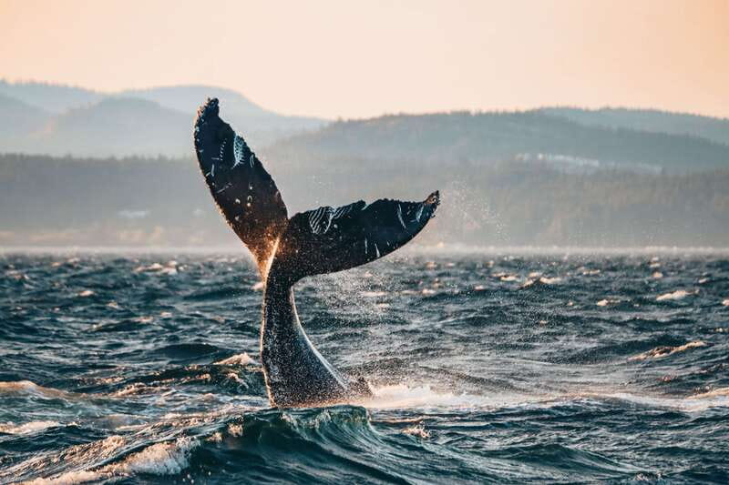 Victoria: Covered Whale Watching Adventure with Free Photos - Key Things That Make This Whale Cruise Worth Your Time