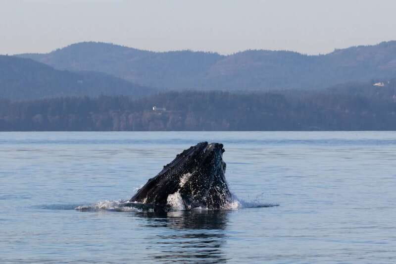 Victoria: Covered Whale Watching Adventure with Free Photos - What You Should Bring (So the Cold Doesn’t Steal Your Focus)