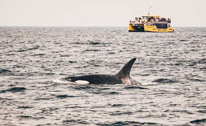 Victoria: Covered Whale Watching Adventure with Free Photos - Victoria Whale Watching That Doesn’t Feel Like a Bus Tour