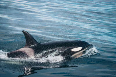 Victoria: Covered Whale Watching Adventure with Free Photos - Meet at Wharf Street and Plan for a 4-Hour Float