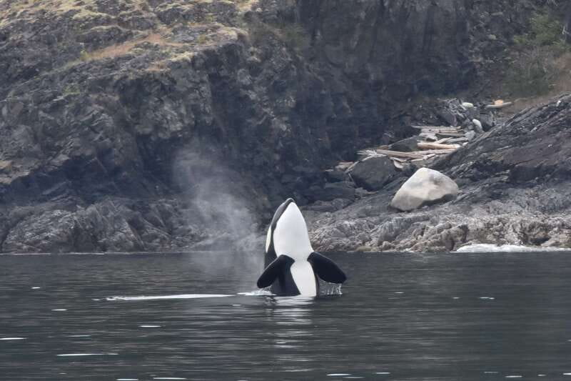 Victoria: Covered Whale Watching Adventure with Free Photos - Wildlife Beyond Orcas: Sea Lions, Otters, Eagles, and Bird Action
