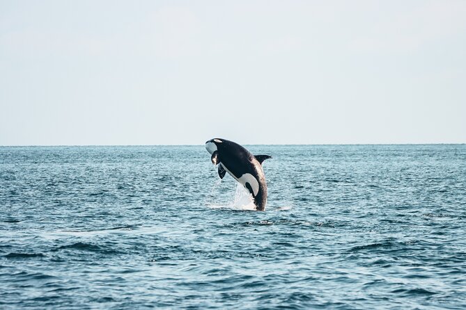 Victoria Half-Day Whale Watching Adventure with Free Photos - Key points to know before you go