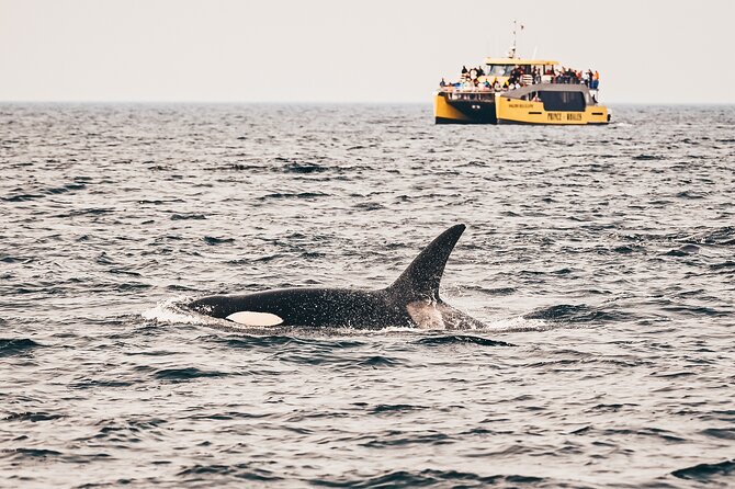 Victoria Half-Day Whale Watching Adventure with Free Photos - The main action: the Strait of Juan de Fuca search and wildlife viewing