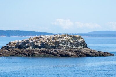 Victoria Half-Day Whale Watching Adventure with Free Photos - Victoria’s waterfront start: Inner Harbour to the whale-search zone