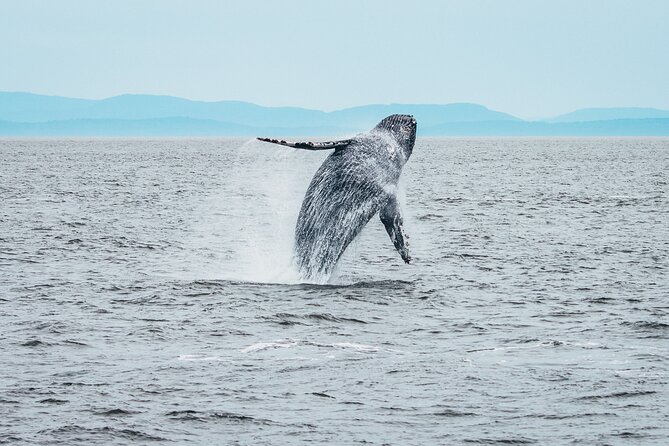 Victoria Half-Day Whale Watching Adventure with Free Photos - Route scenery: the Victoria landmarks you see from the water