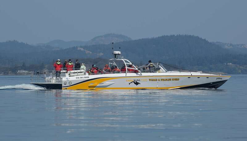 Victoria: Sunset Whale Watching Tour on an Open Scarab Boat - Sunset Timing in Victoria’s Salish Sea: Fewer Boats, Better Watching