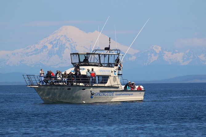 Victoria Whale Watch Tour - Key things that make this whale watch worth your time